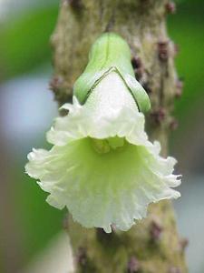 utils/thumbs/Bignoniaceae/Amphitecna_ZC9FXVqKoKH6Nwnj6Hxcwo.jpg