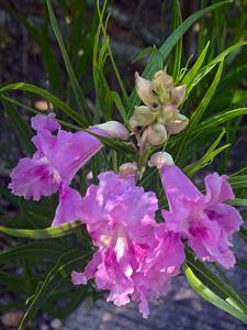 Chilopsis linearis subsp. arcuata