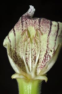 Stereospermum neuranthum