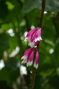 Tecomanthe dendrophila