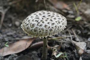 utils/thumbs/Boletaceae/Afroboletus_XbPFtpg2DcKgv3CmQkVVLA.jpg