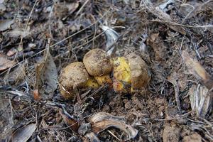 utils/thumbs/Boletaceae/Alessioporus_bUxtyvn3o3jDqNjQRmY2AG.jpg
