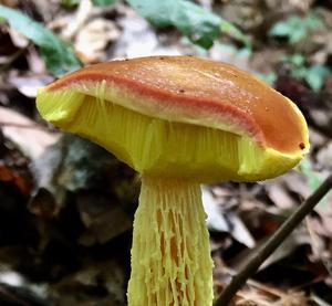 utils/thumbs/Boletaceae/Aureoboletus_46yWeWkEYdxeM6PRzhbWFo.jpg