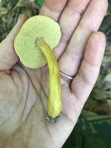 Aureoboletus roxanae