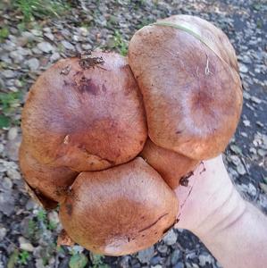 utils/thumbs/Boletaceae/Aureoboletus_6FGvuA4GJ3zvRkk7qx3JHw.jpg
