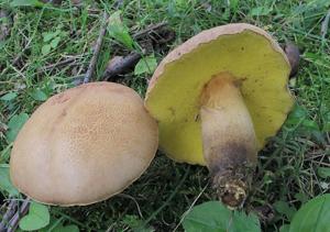 utils/thumbs/Boletaceae/Aureoboletus_77V7u3zZ7mB6oDuoigg8zP.jpg