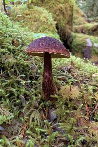 utils/thumbs/Boletaceae/Aureoboletus_8eg9WzzygdkB6daqrFMYTU.jpg