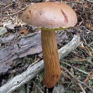 Aureoboletus projectellus
