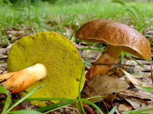 utils/thumbs/Boletaceae/Aureoboletus_KG3UHHhfTd5wGfCJyTnFH4.jpg
