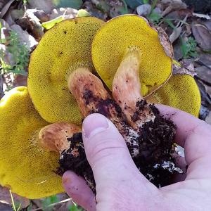 Aureoboletus flaviporus