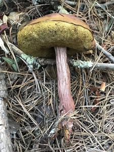 utils/thumbs/Boletaceae/Aureoboletus_NAgG9n25UqedMi2As5ULPR.jpg