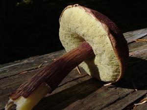 utils/thumbs/Boletaceae/Aureoboletus_QsgfxxaWMTRPYGhPUdmyK6.jpg