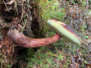 Aureoboletus mirabilis