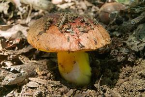 utils/thumbs/Boletaceae/Aureoboletus_aCagtsGbQDqBpaxJtFyVCb.jpg