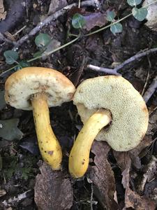 Aureoboletus roxanae