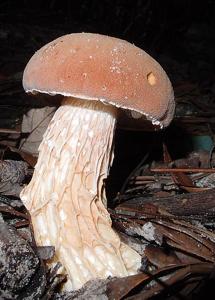 utils/thumbs/Boletaceae/Austroboletus_Cjqukg2S7XN7DsLyUtd4ge.jpg