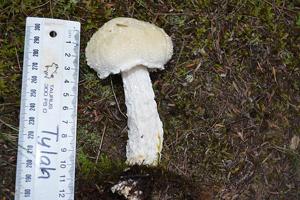 utils/thumbs/Boletaceae/Austroboletus_HYZhHjhvgbpjxCBe7Mf7sT.jpg