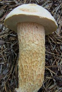Austroboletus subflavidus