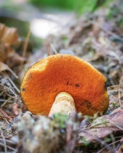 Boletus subvelutipes