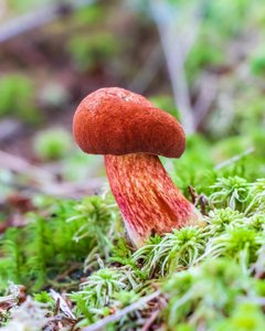 utils/thumbs/Boletaceae/Boletus_R7UUZ5jKbphsaQPXia5CCc.jpg