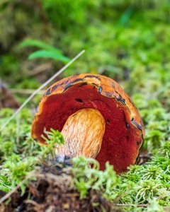 Boletus subvelutipes