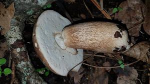 utils/thumbs/Boletaceae/Boletus_dQg6GFi7PYoqkiVv4DaHMU.jpg