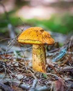 utils/thumbs/Boletaceae/Boletus_kknpNbbv8jN5Y83EC4us4y.jpg