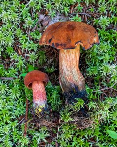 Boletus subvelutipes