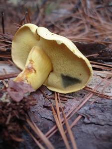 utils/thumbs/Boletaceae/Buchwaldoboletus_8bECakXm32oBJRvn4jfKrc.jpg