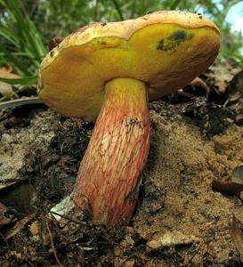 utils/thumbs/Boletaceae/Butyriboletus_89QnB8cCAECNQdwjtUS3rE.jpg