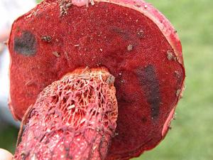 utils/thumbs/Boletaceae/Butyriboletus_LhtRiS3diWXxvQv5ci84KT.jpg