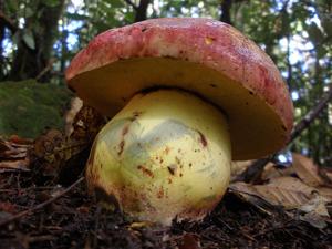 utils/thumbs/Boletaceae/Butyriboletus_UinM2qVwdpZBWdoFhnvDgz.jpg