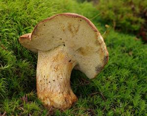 utils/thumbs/Boletaceae/Butyriboletus_XQPdQ2B79Ym5aNSUM2eAJJ.jpg