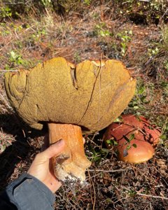 utils/thumbs/Boletaceae/Exsudoporus_Emcb7MxtgDnwnrmt65m6ty.jpg