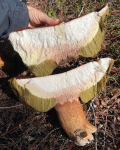 utils/thumbs/Boletaceae/Exsudoporus_H2TkhWWhUyETop6j246N9N.jpg