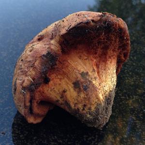 utils/thumbs/Boletaceae/Gastroboletus_EuV2YeYEpXgz6ZASSfnQ5k.jpg
