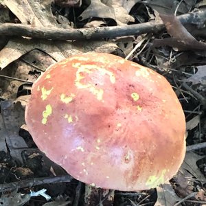 Lanmaoa pallidorosea