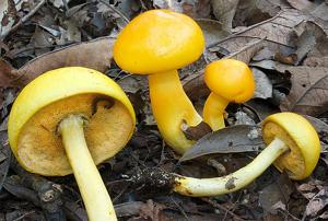 utils/thumbs/Boletaceae/Pulveroboletus_oTAqcKAiM56RFGnqmhfDNJ.jpg