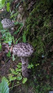 Strobilomyces strobilaceus