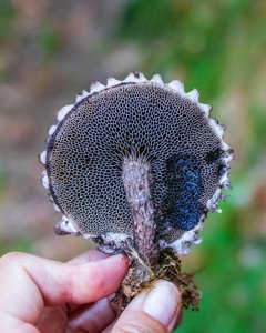 Strobilomyces strobilaceus