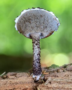 utils/thumbs/Boletaceae/Strobilomyces_LeWahVhxX4PsHAh3CJFqLP.jpg