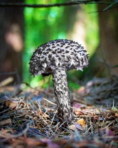 Strobilomyces strobilaceus