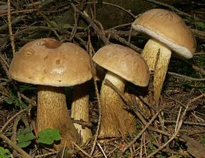 Tylopilus felleus