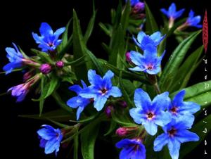 Aegonychon purpurocaeruleum