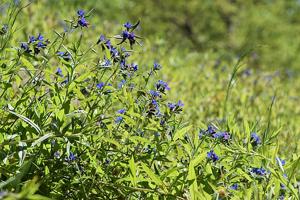 Aegonychon purpurocaeruleum