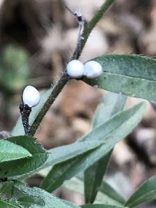 Aegonychon purpurocaeruleum