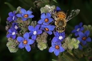 utils/thumbs/Boraginaceae/Anchusa_ajnhi62Ma5bYfYxmN6LnH8.jpg