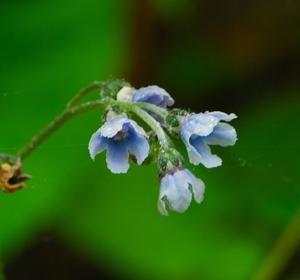 Andersonglossum boreale