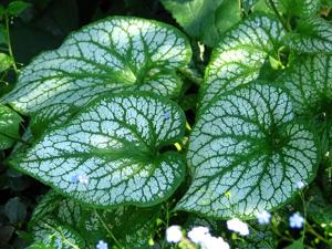 Brunnera macrophylla