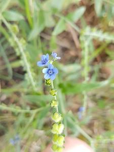 Cynoglossum lanceolatum